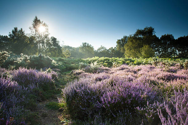 istock Sunrise on the heathland 473960878