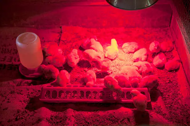 Baby chicks just hatched under a red heat lamp in an incubator on a farm.  They are feeding and drinking water.