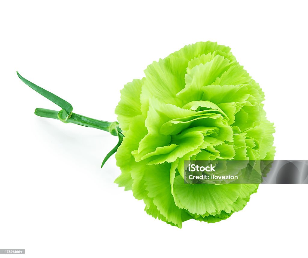 Hoa Cẩm Chướng Màu Xanh Lá Cây Được Cô Lập Trên Nền Trắng Hình ảnh ...