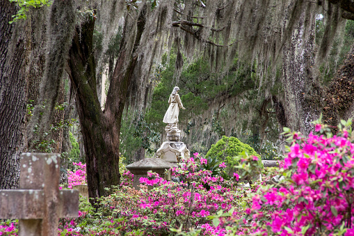 Springtime in Bonaventure Cemetery in Savannah, Georgia. The azaleas are in bloom, Spanish moss hangs from the mighty southern oaks. 
