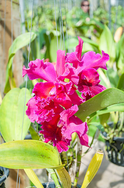 istock The beautiful of pink orchid 473961722