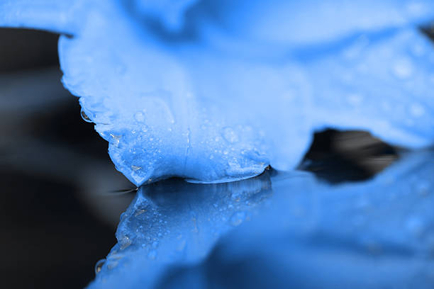 istock Macro wet blue hemerocallis, reflection in the water 473961774