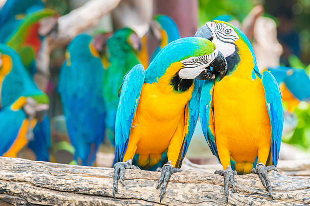 istock Pair of colorful Macaws kissing 473964222