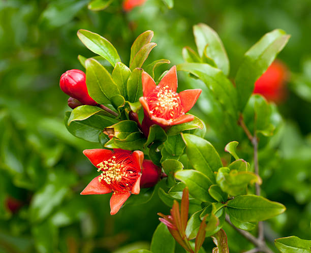 цветущий гранатовое дерево - pomegranate pomegranite tree tree leaf стоковые фото и изображения