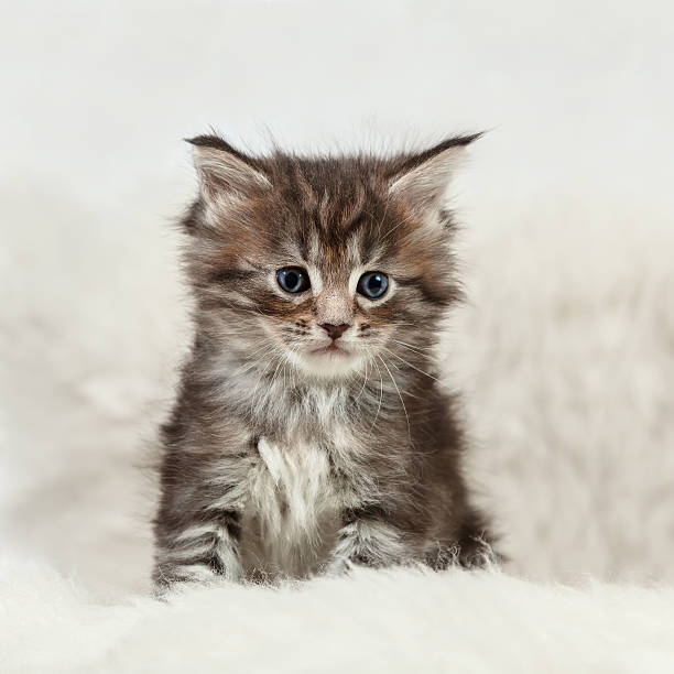 Small maine coon kitten sitting on white background fur