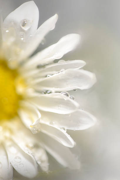 istock Digital art composition watercolour paint effect, wet daisy flower 473967478