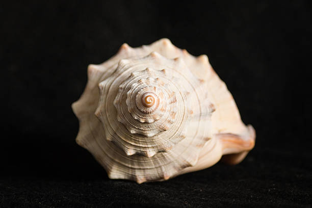 istock detail of spiral seashell 473967656