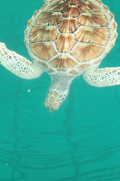 istock Sea Turtle swimming in the pool 473967716