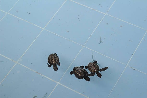 istock Sea Turtle swimming in the pool 473967718