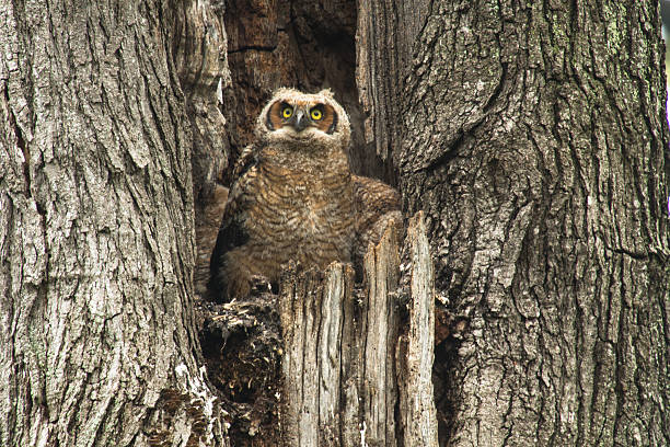 istock Cute Young Great Horned Owl In Old Tree 473968864
