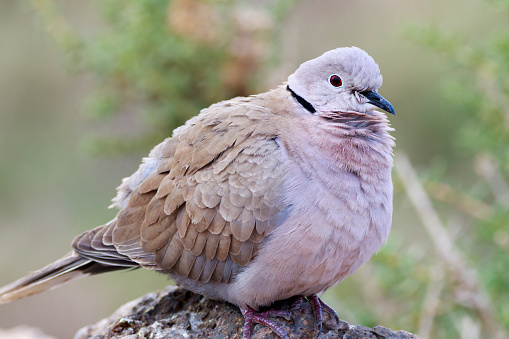 Collared Dove (Streptopelia decaocto) perched on a rock