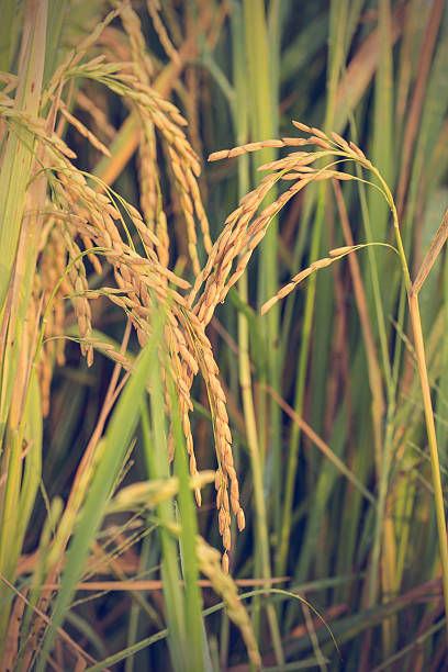istock Rice field and nature background - Vintage effect style pictures 473972178