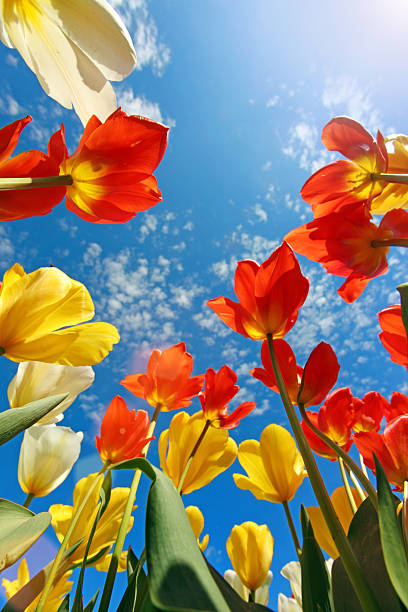 istock Springtime: blue sunny sky with colorful tulips flowers, vertical composition 473974956