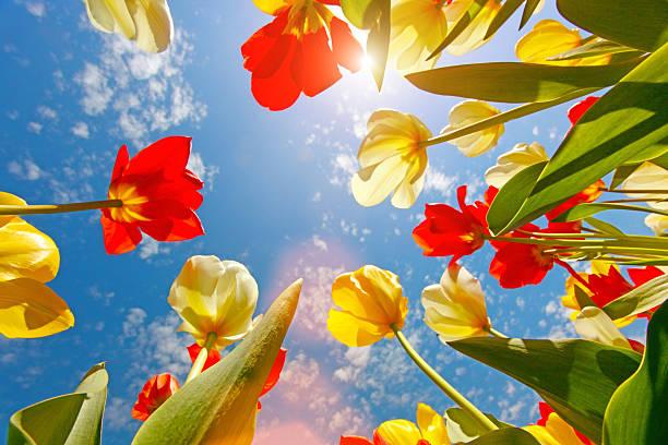 Colorful tulip flowers growing up to the blue sky with red and yellow petals. Shining sun with lens flare, daylight. Low angle subject view, looking up with close-up to the stems and flower heads. Spring  and summer time with natural beauty bring joy and happiness.