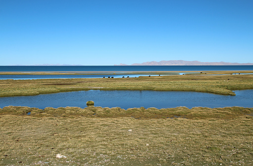 Beautiful grasslands with yaks, Namtso Lake, Tanggula Mountains and blue sky in Tibet, China