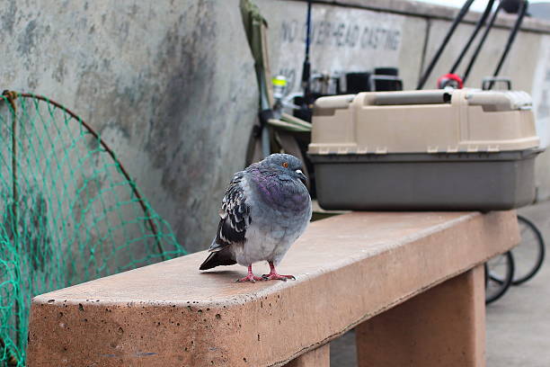 istock Pigeon on a Fishing Pier 473976190