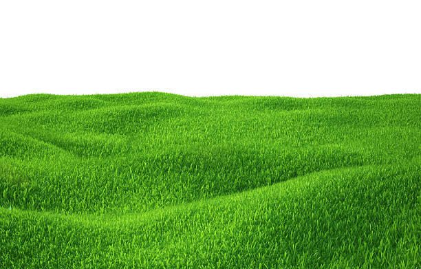 istock Green grass growing on hills with white background top view 473976208