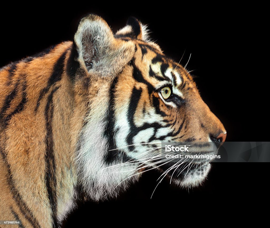 intent tiger beautiful tiger concentrating Contemplation Stock Photo