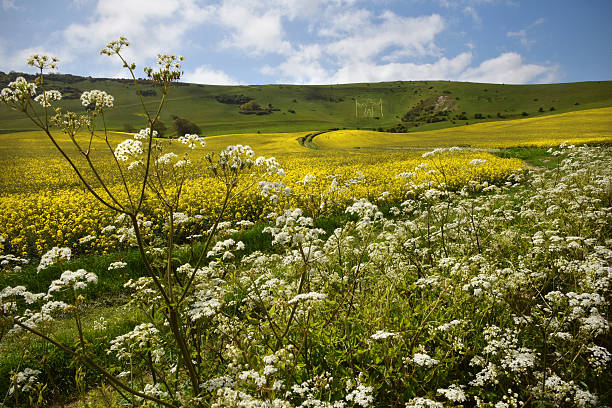 istock Cow Parsley and South Downs 473981886