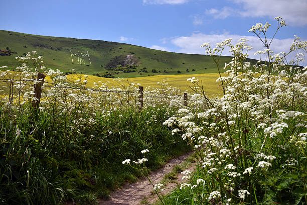 downland caminho - cow parsley imagens e fotografias de stock