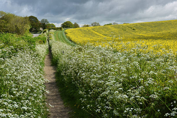 Summer hedgerows Rape old seed crop and Cow Parsley in early summer on the South Downs cow parsley stock pictures, royalty-free photos & images