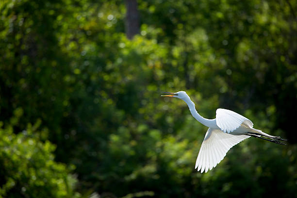 istock Egret flying with bill open against green foliage, Florida. 473981908