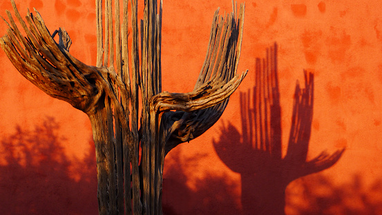 Shadow of A Dead Saguaro Cactus on a Read Adobe Wall