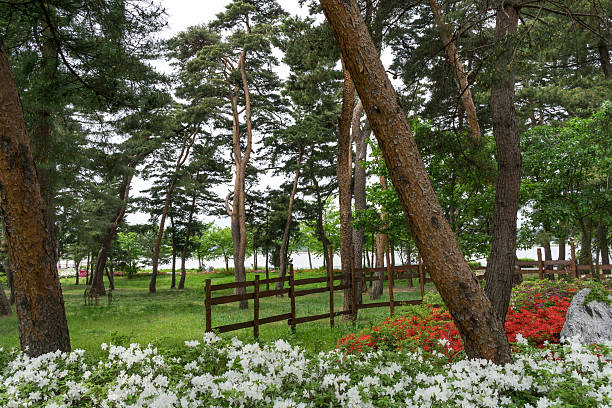 A small park nearby gyeongpo lake in Gangneung, South Korea. Taken during an overcast day.