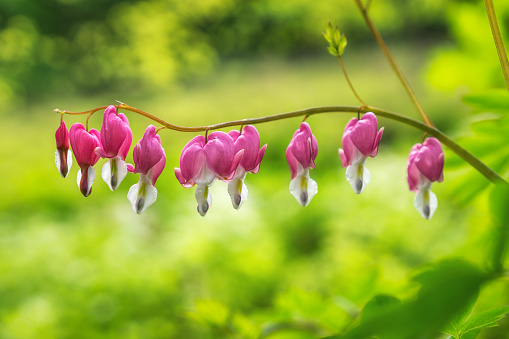 Bleeding heart flowers blossoming in a mountain hill side in South Korea.