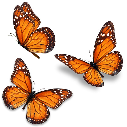 Mariposa monarca photo