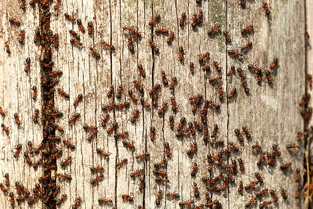 istock Red ants on tree trunk outdoor 473986522