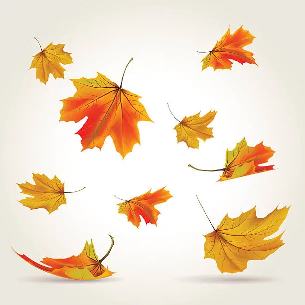Vector illustration of Multicolored autumn leaves falling