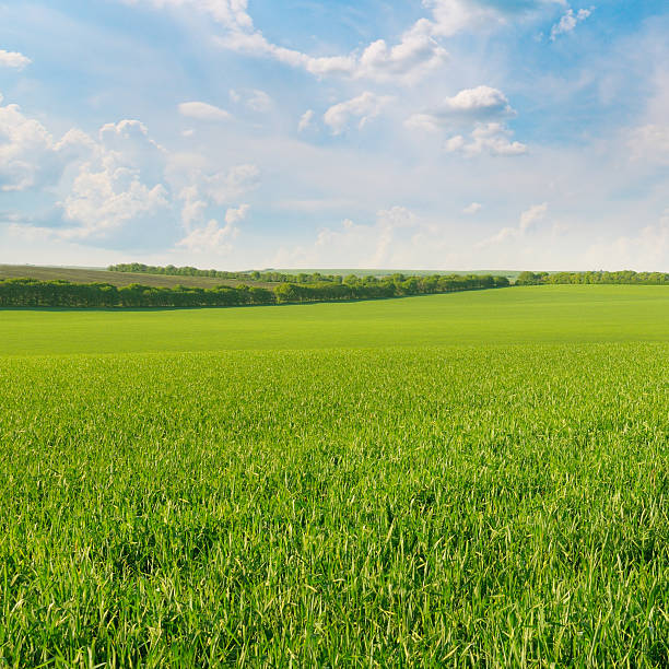 istock green field and blue sky 473994396
