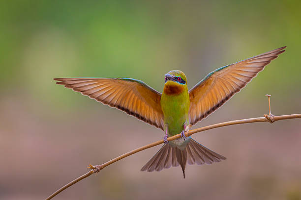 istock Full frame of male Blue-tailed bee-eater 473994620