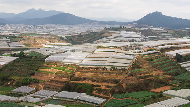 istock Flower nursery in Dalat,Vietnam 473994666