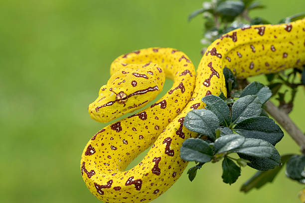pitone arboricolo verde (juvenile giallo fase) a caccia nella foresta pluviale albero - green tree python foto e immagini stock