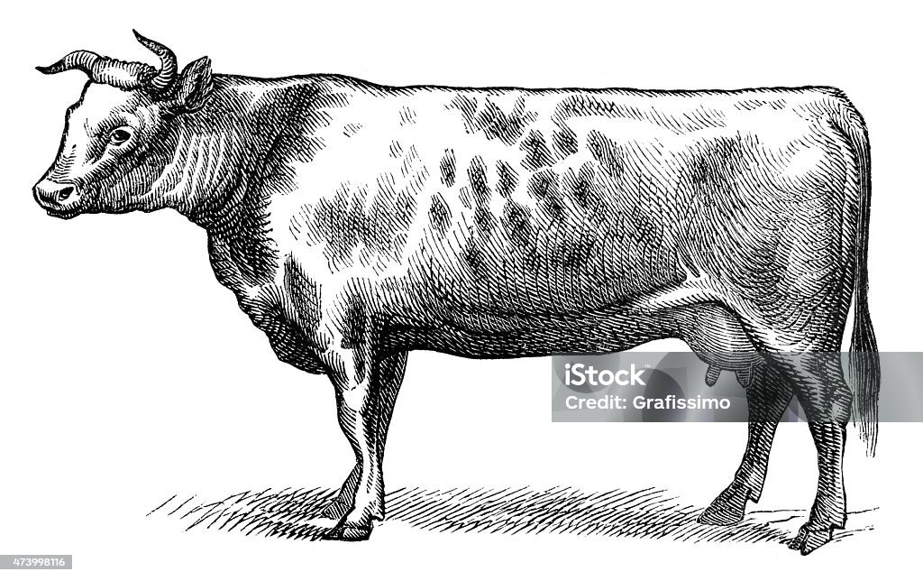 Anglo-Norman stock cow isolated on white Steel engraving Anglo-Norman stock cow isolated on white Cow stock illustration