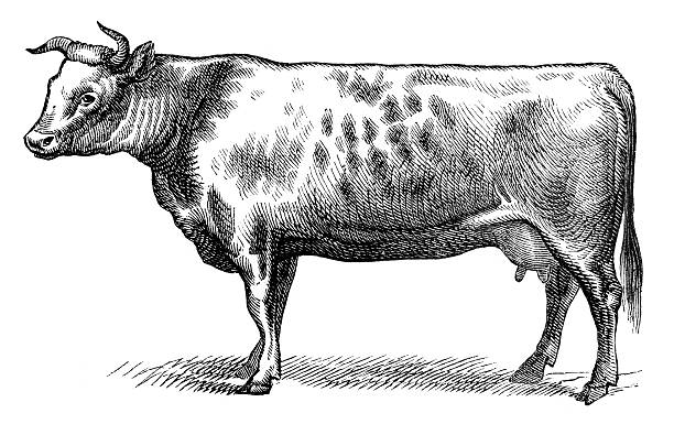 Anglo-Norman stock cow isolated on white Steel engraving Anglo-Norman stock cow isolated on white cow drawings stock illustrations