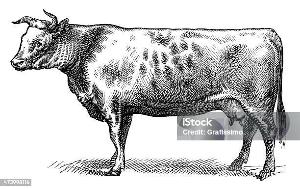 Anglonorman Stock Cow Isolated On White Stock Illustration - Download Image Now - Cow, Woodcut, Drawing - Art Product