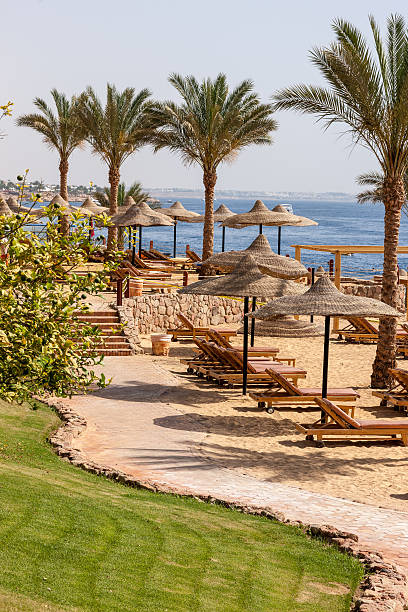 istock Palm alley on  tropical egyptian beach 474001460