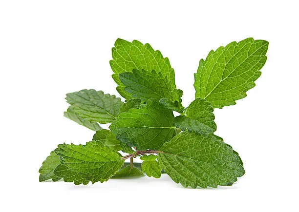 Lemon melissa leaf closeup isolated on white