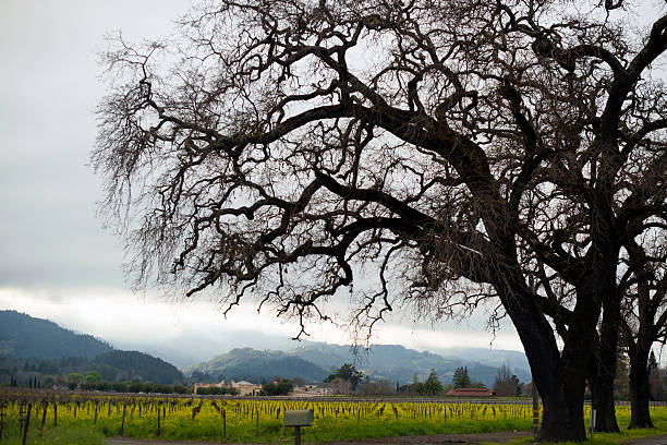 paisaje de viñedos de napa valley ofrece lujosas silueta de árboles de materias primas - california panoramic napa valley hill fotografías e imágenes de stock