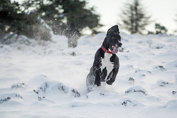 istock Great Dane Dog playing in the snow 474003458