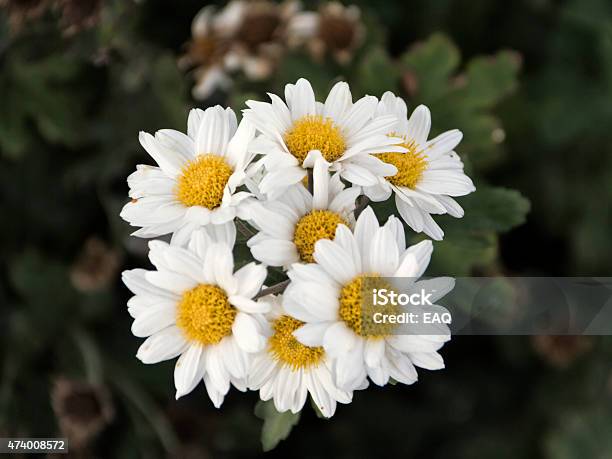 Daisy Flowers Stock Photo - Download Image Now - 2015, Agricultural Field, Agriculture
