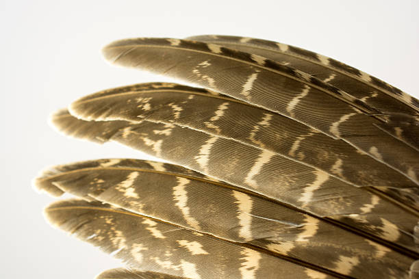 istock Feathers of a Hungarian (Gray) Partridge wing on  white- Macro 474008692