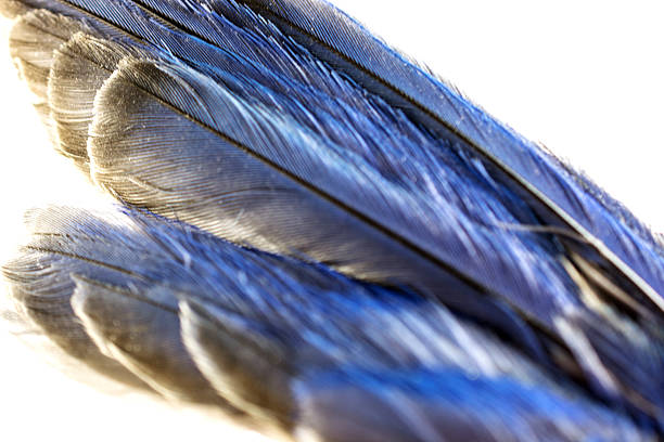 Feathers of a Mountain Bluebird's wing on a white- close-up