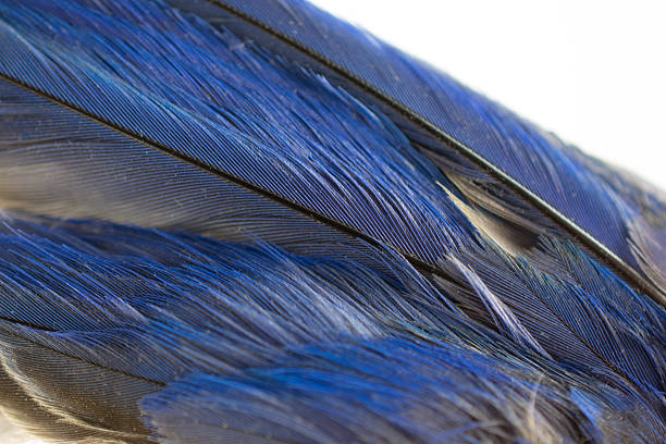 istock Feathers of a Mountain Bluebird's wing on a white- close-up 474008698