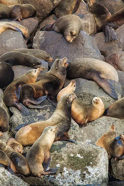 Photo of Sea lions clustered together.