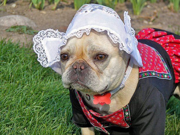 istock French bulldog in Dutch costume 474009200