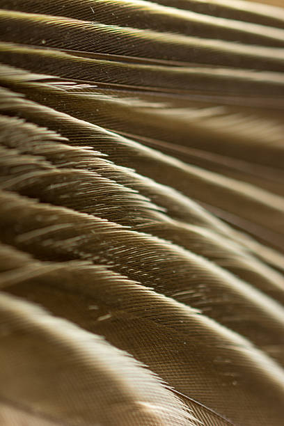 istock Feathers of a Song Bird wing on  white- Macro 474009626